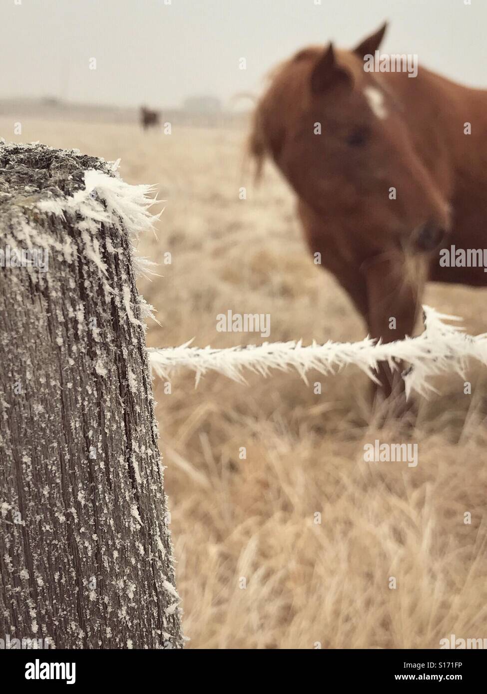 Raureif auf einen Stacheldrahtzaun umgeben eine Pferdeweide. - Smartphone-aufgenommenes Stockfoto