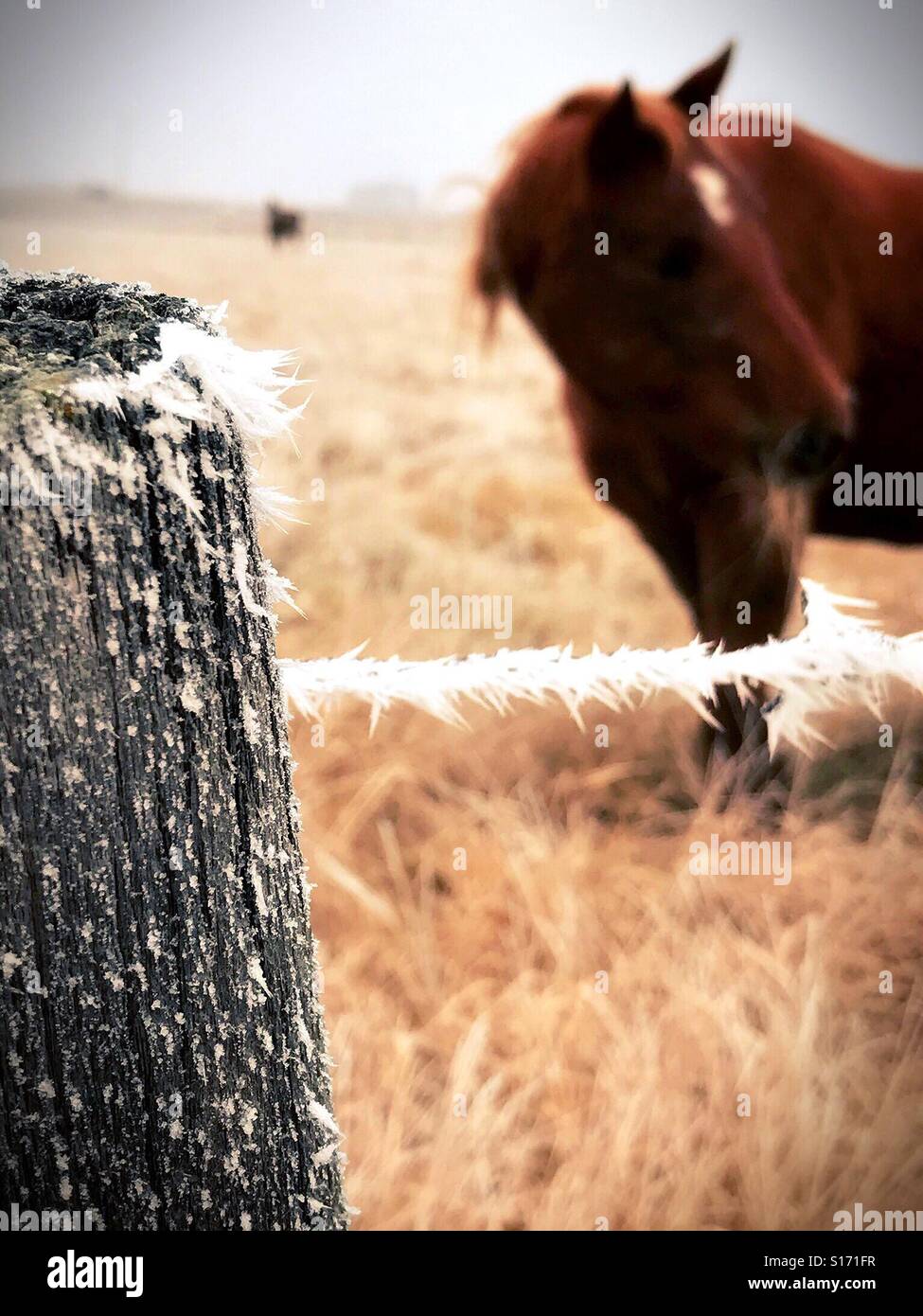 Raureif auf einen Stacheldrahtzaun umgeben eine Pferdeweide. - Smartphone-aufgenommenes Stockfoto