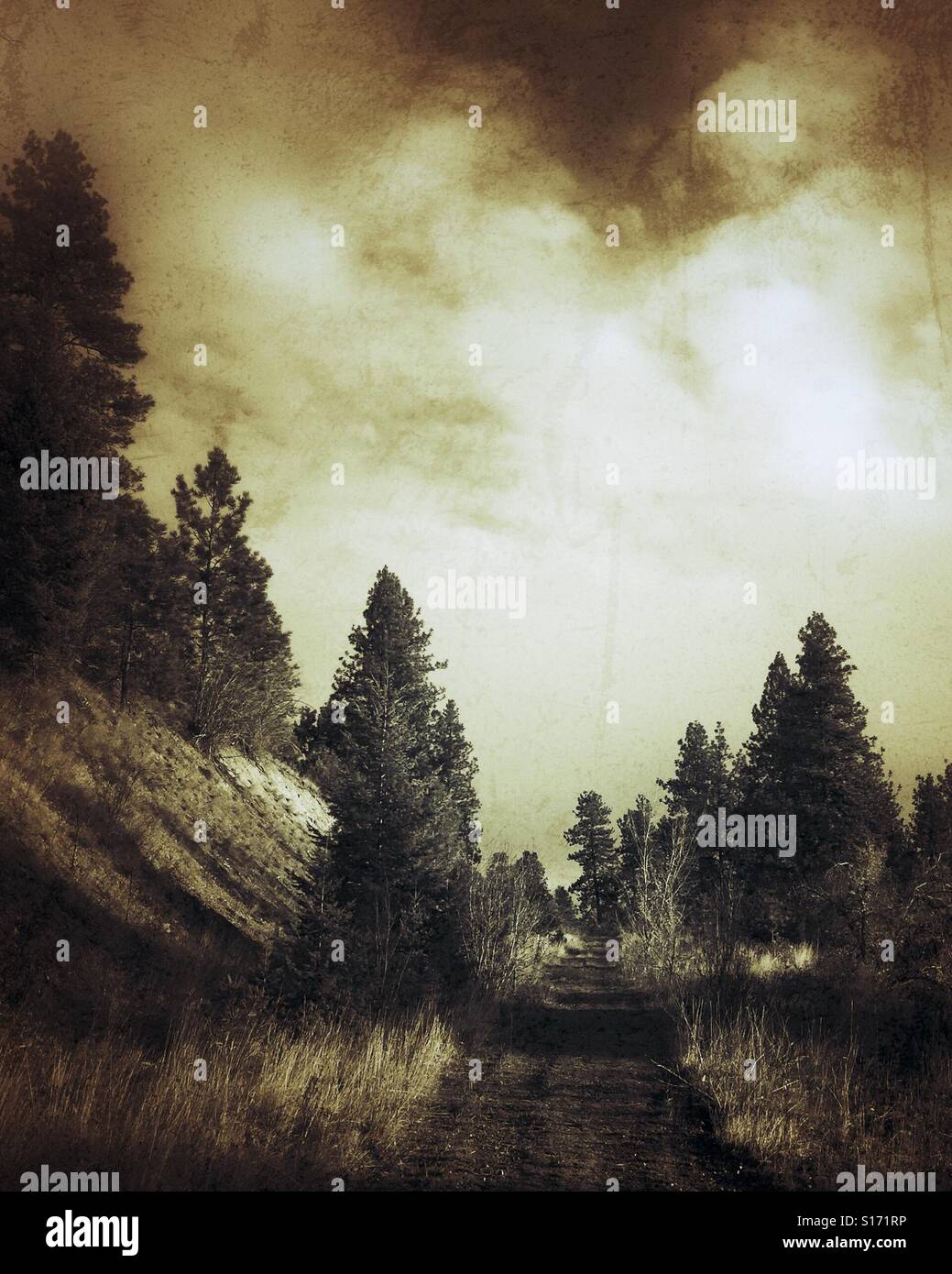 Eine Spur im Wald, umgeben von immergrünen Bäumen. Distressed Bild in Sepia-Tönen. Stockfoto