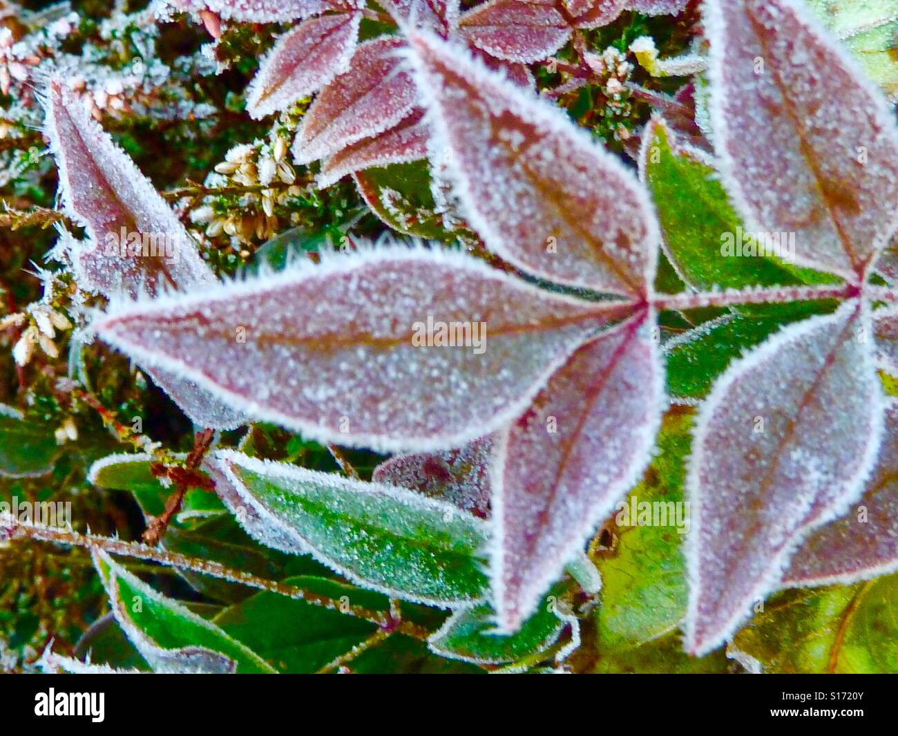 Frostige Blätter im Winter Stockfoto