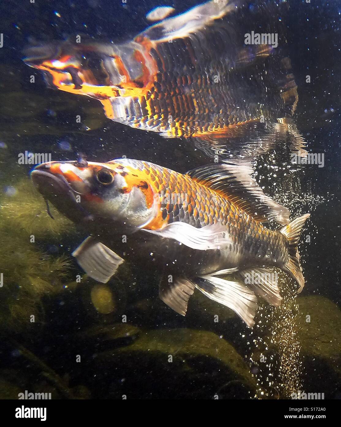 Koi in ihrem Teich in diesem Unterwasserfoto schwimmen. - Smartphone-aufgenommenes Stockfoto