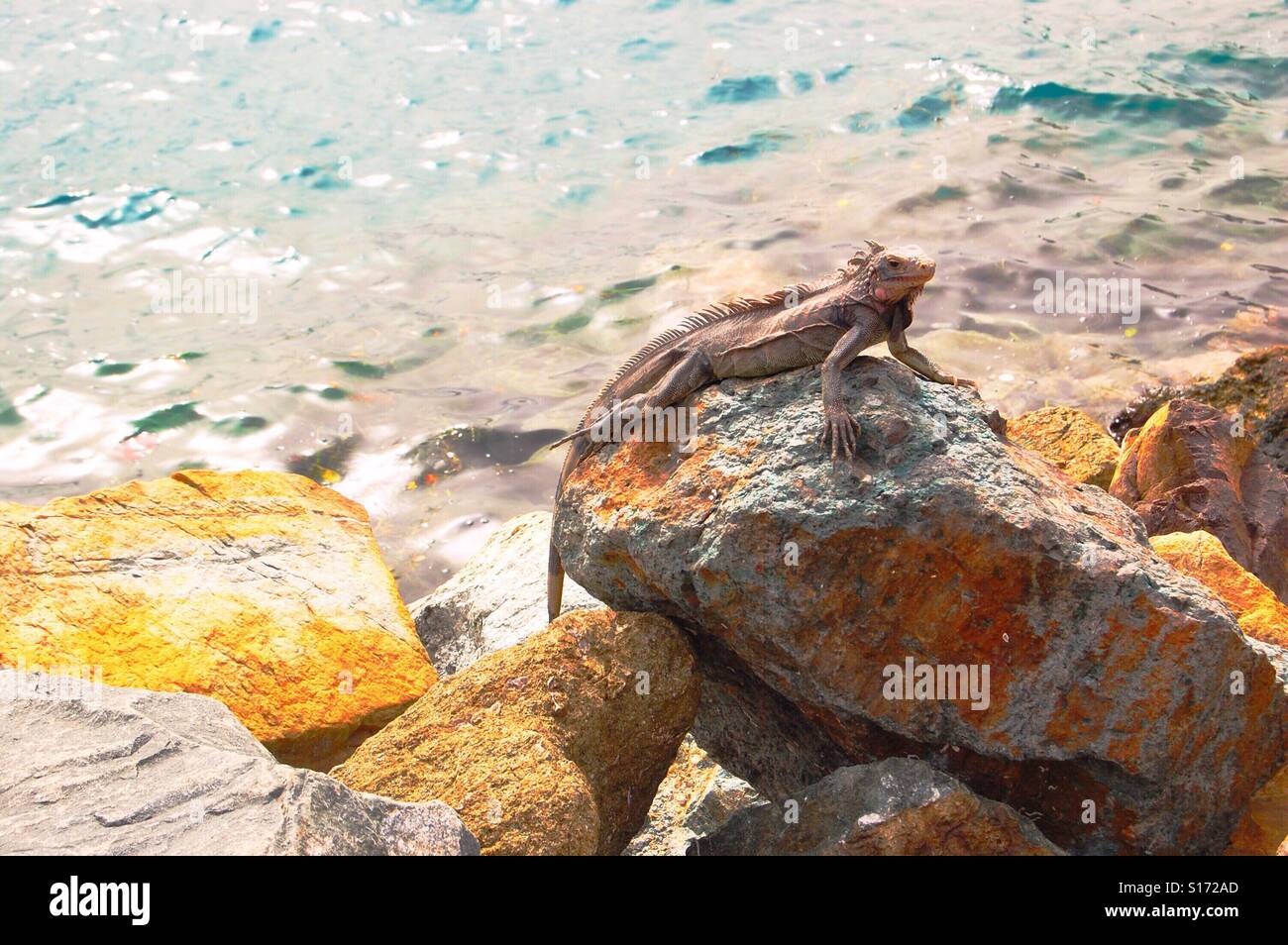 Leguan auf einem Felsen Stockfoto