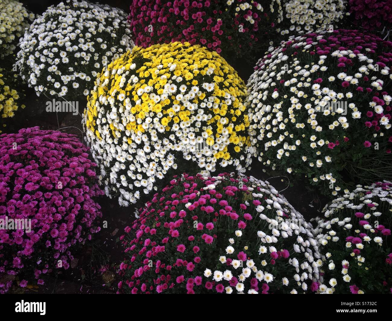 Chrysanthemeblumen zum Verkauf an Wola-Friedhof in Warschau, Polen Stockfoto