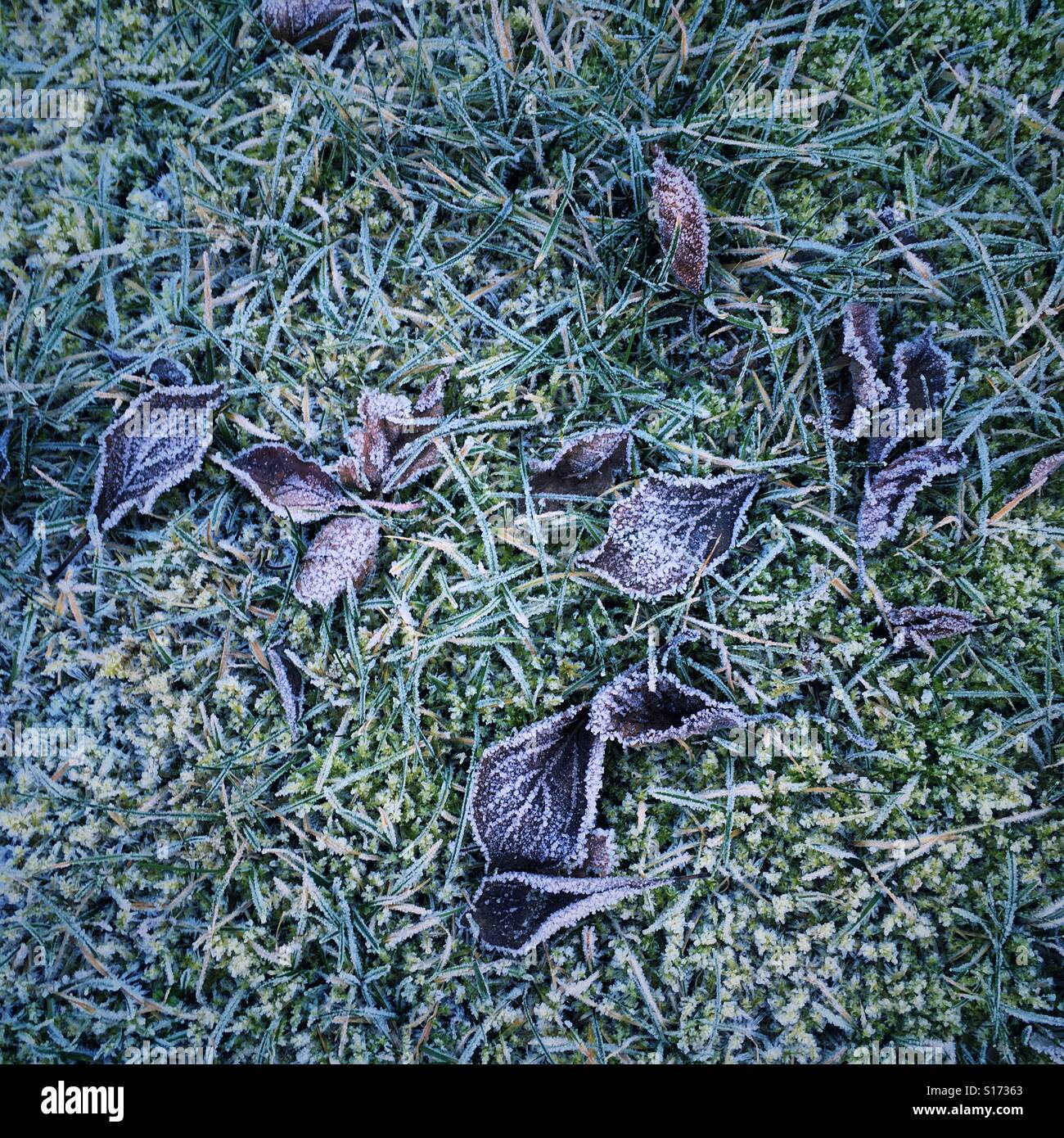 Gefrorene Blätter und Gras am Wintermorgen, Großbritannien Stockfoto