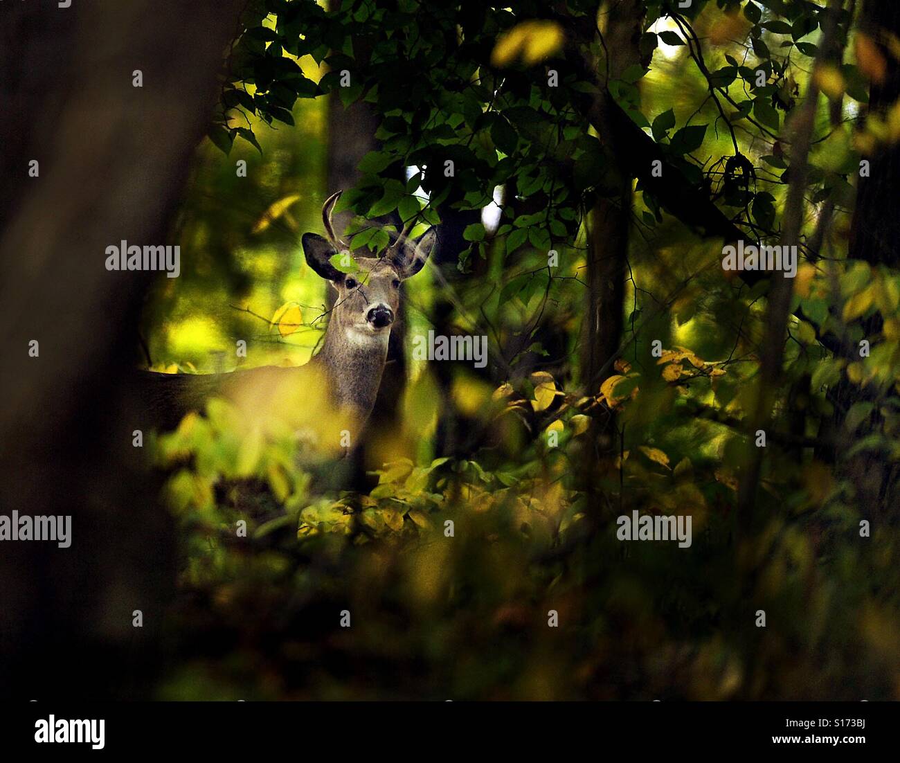 Ein Whitetail Deer lugt aus dem Wald. - Smartphone-aufgenommenes Stockfoto