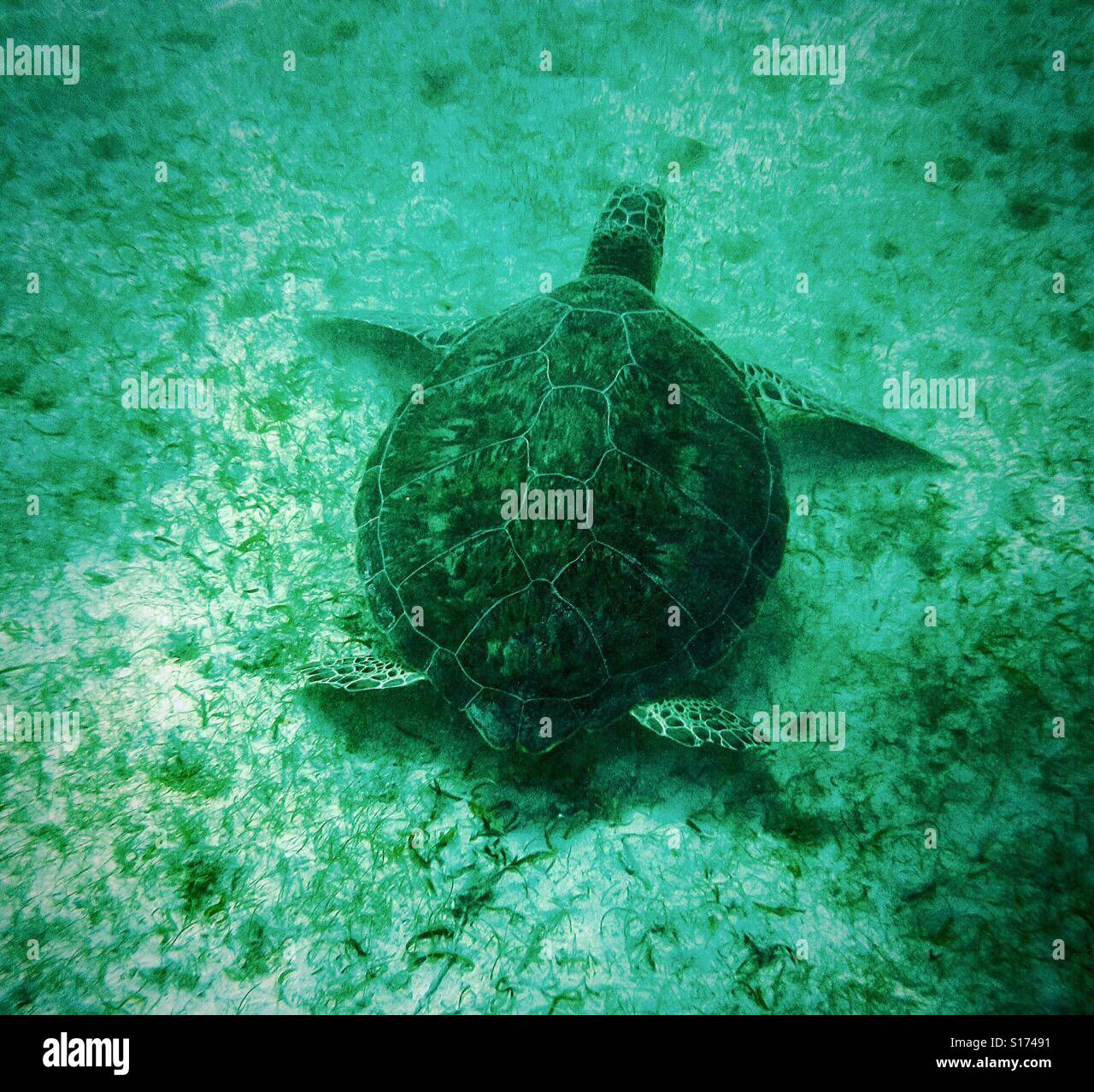 Schwimmen-Schildkröte - Smartphone-aufgenommenes Stockfoto