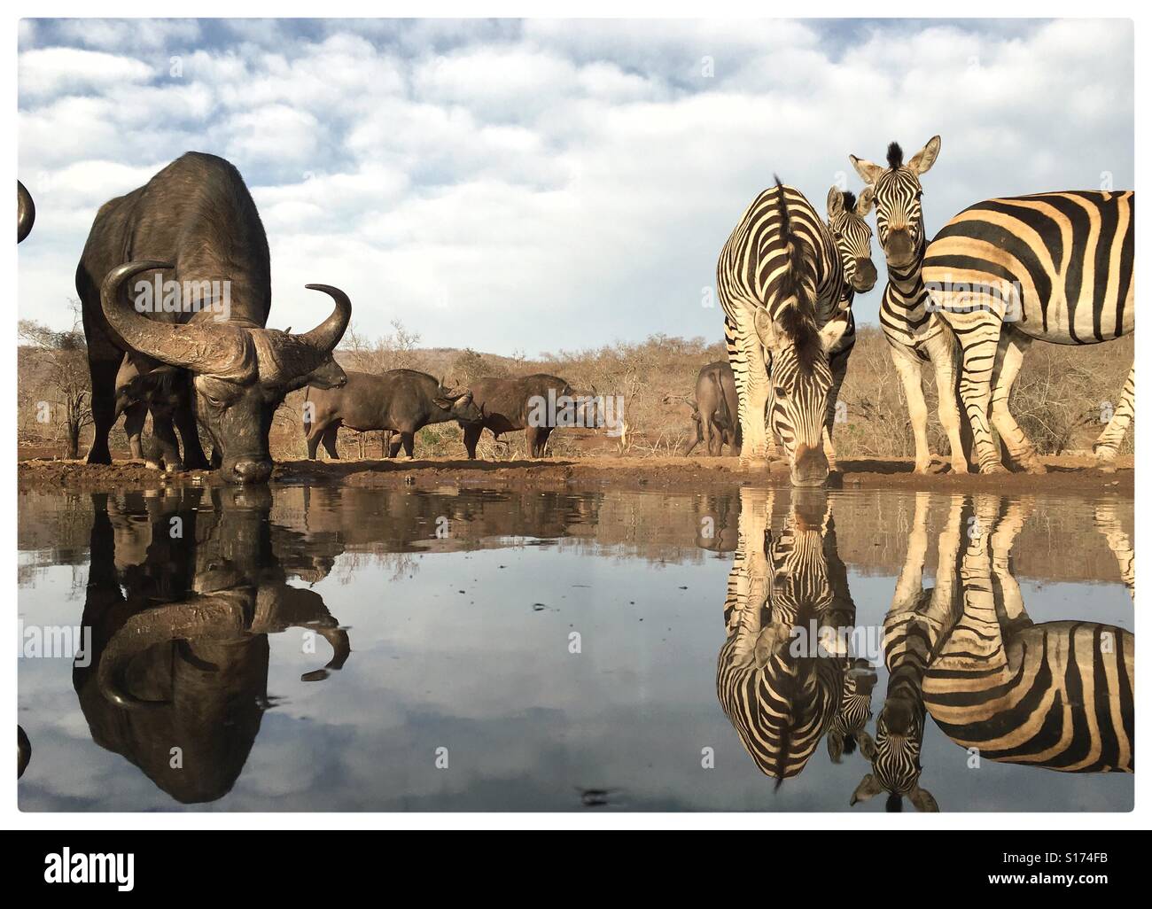 Büffel und Zebras in der Tränke in Zimanga, Südafrika Stockfoto