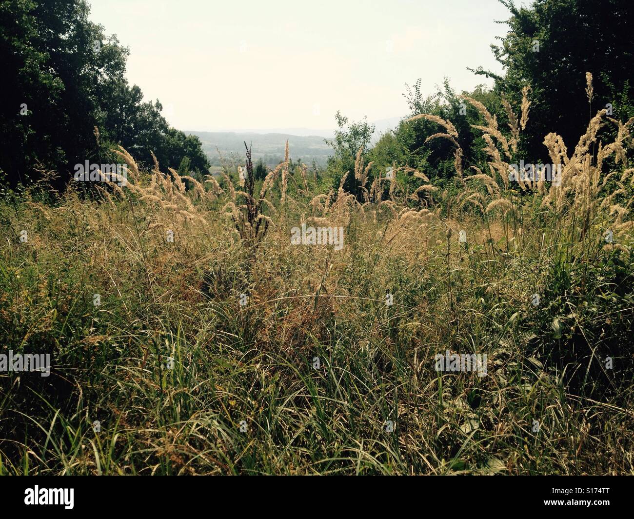 Gelben Grases im Wald Stockfoto