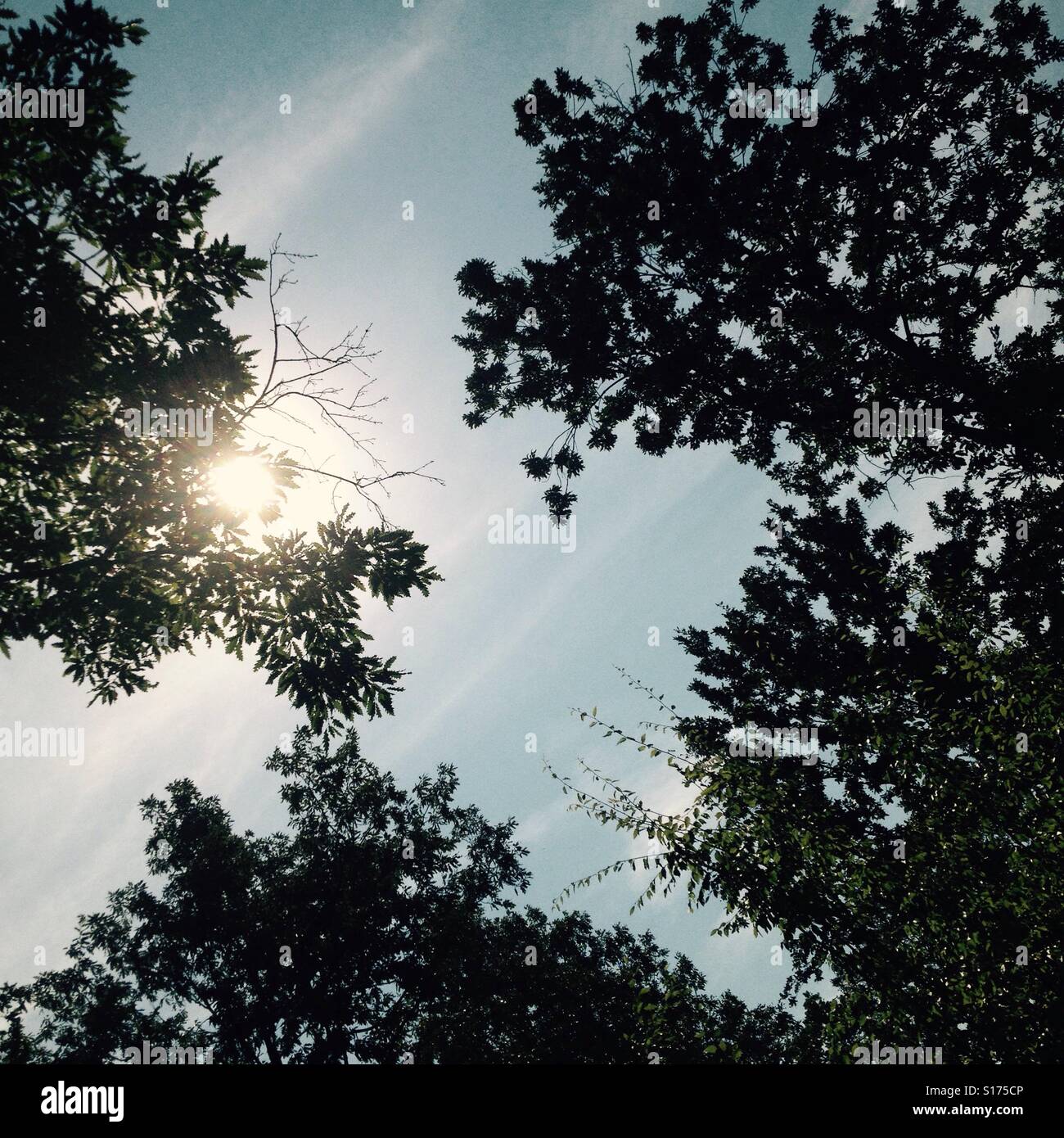 Sonne durch Baumgetreide Stockfoto