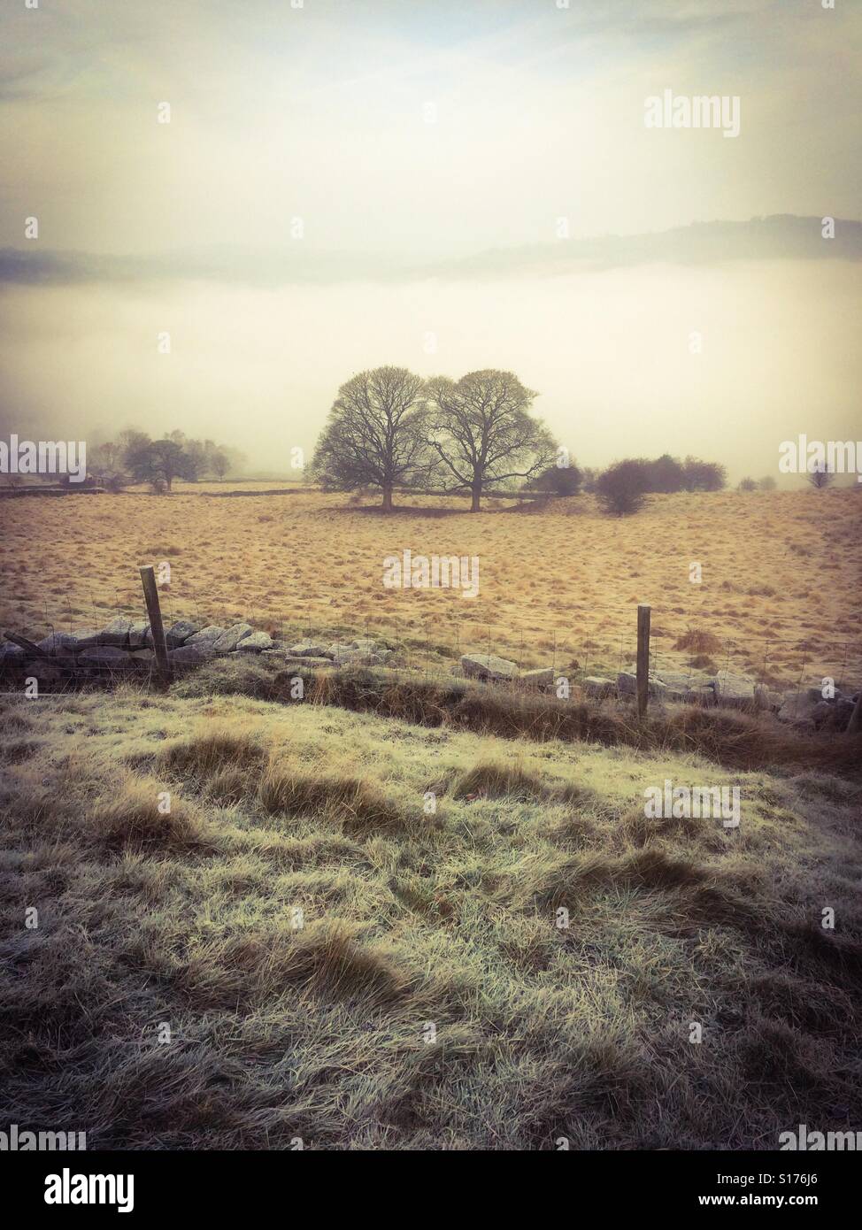 Bäume im nebligen Landschaft über Cromford in Derbyshire Dales Peak District England UK - Smartphone-aufgenommenes Stockfoto