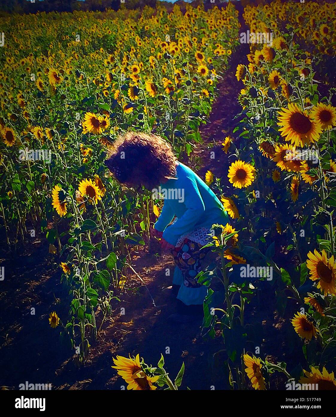 Sonnenblume pickin Stockfoto