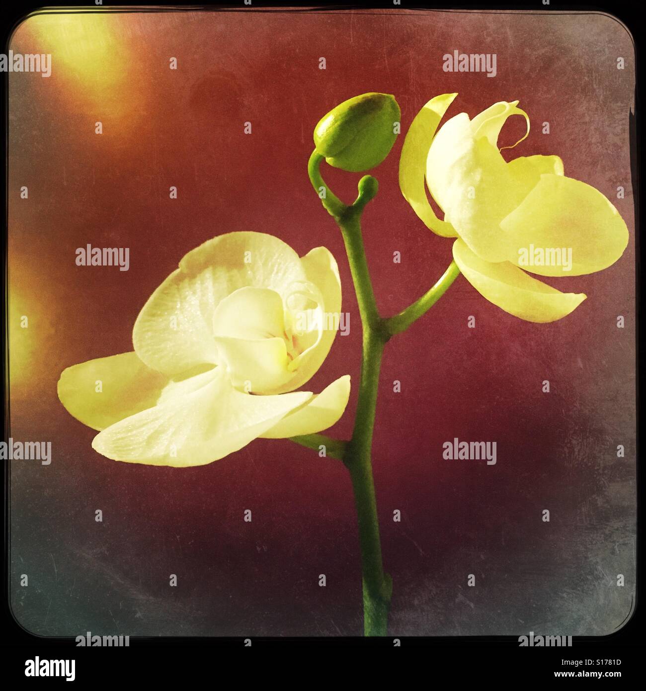 Phalaenopsis White orchid - Smartphone-aufgenommenes Stockfoto