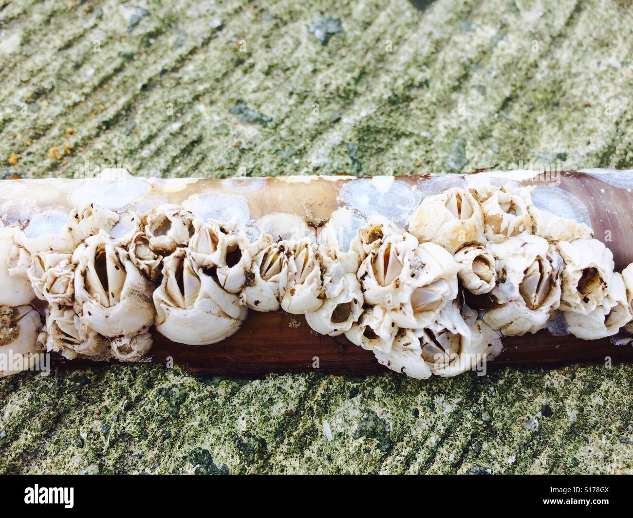 Razor Clam-Shell mit anderen Schalen, die auf ihm wachsen am Strand gefunden Stockfoto