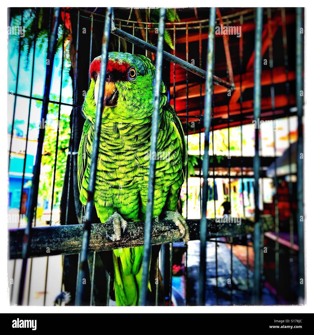 Ein leuchtender grüner Papagei mit einem roten Stirn Patch hockt in seinem Käfig auf dem Bürgersteig, im Gespräch mit Menschen, die vorbeigehen. Stockfoto