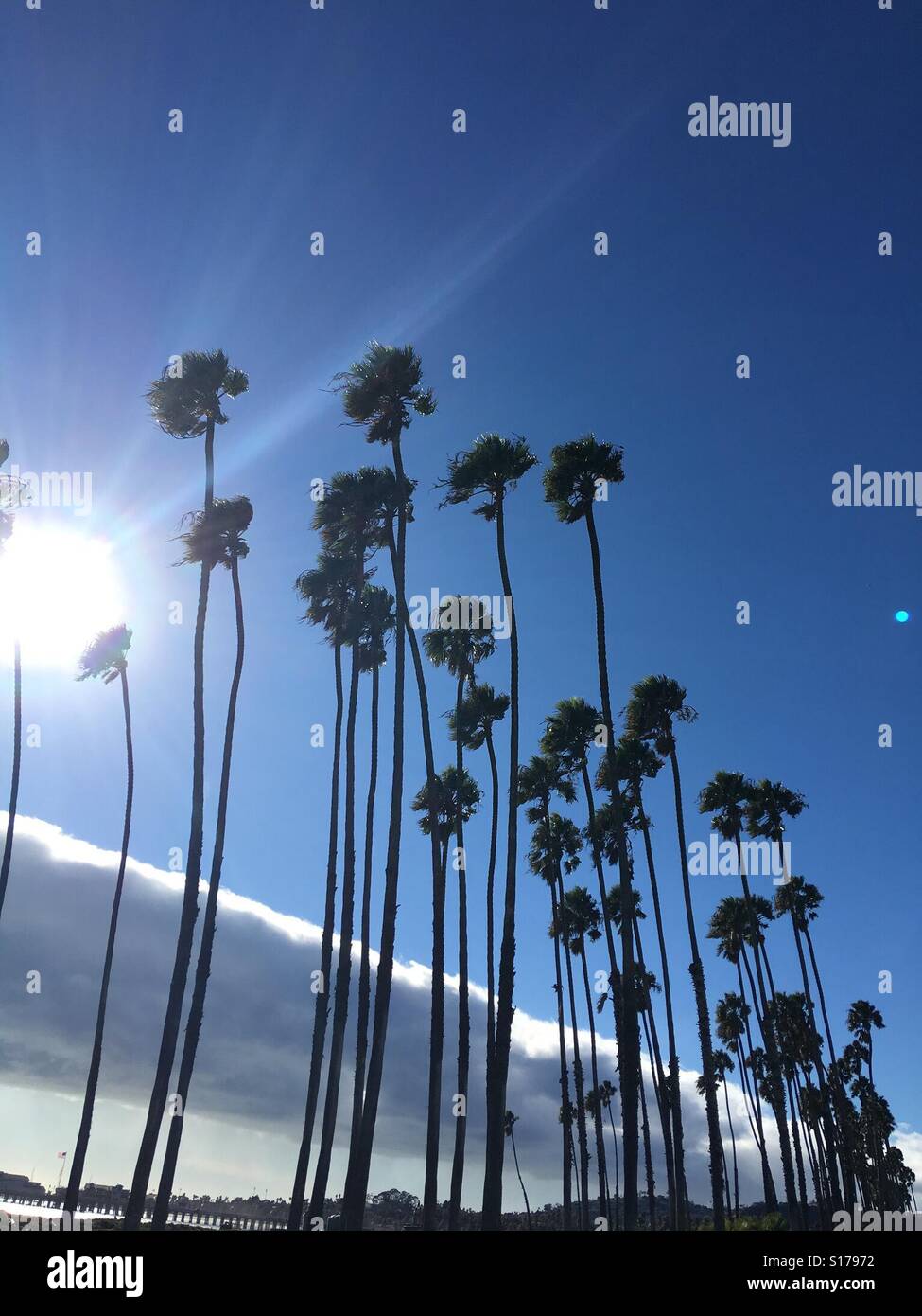 Windige Palmen 🌴 Santa Barbara Stockfoto