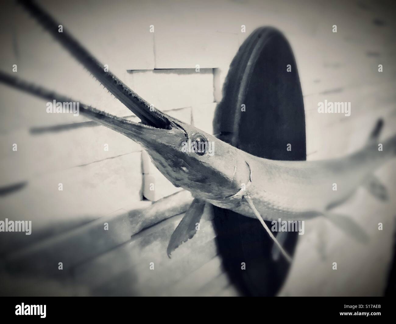 Langen Spitzzange gar auf einen weißen Stein Wand in einer Bar montiert - Smartphone-aufgenommenes Stockfoto