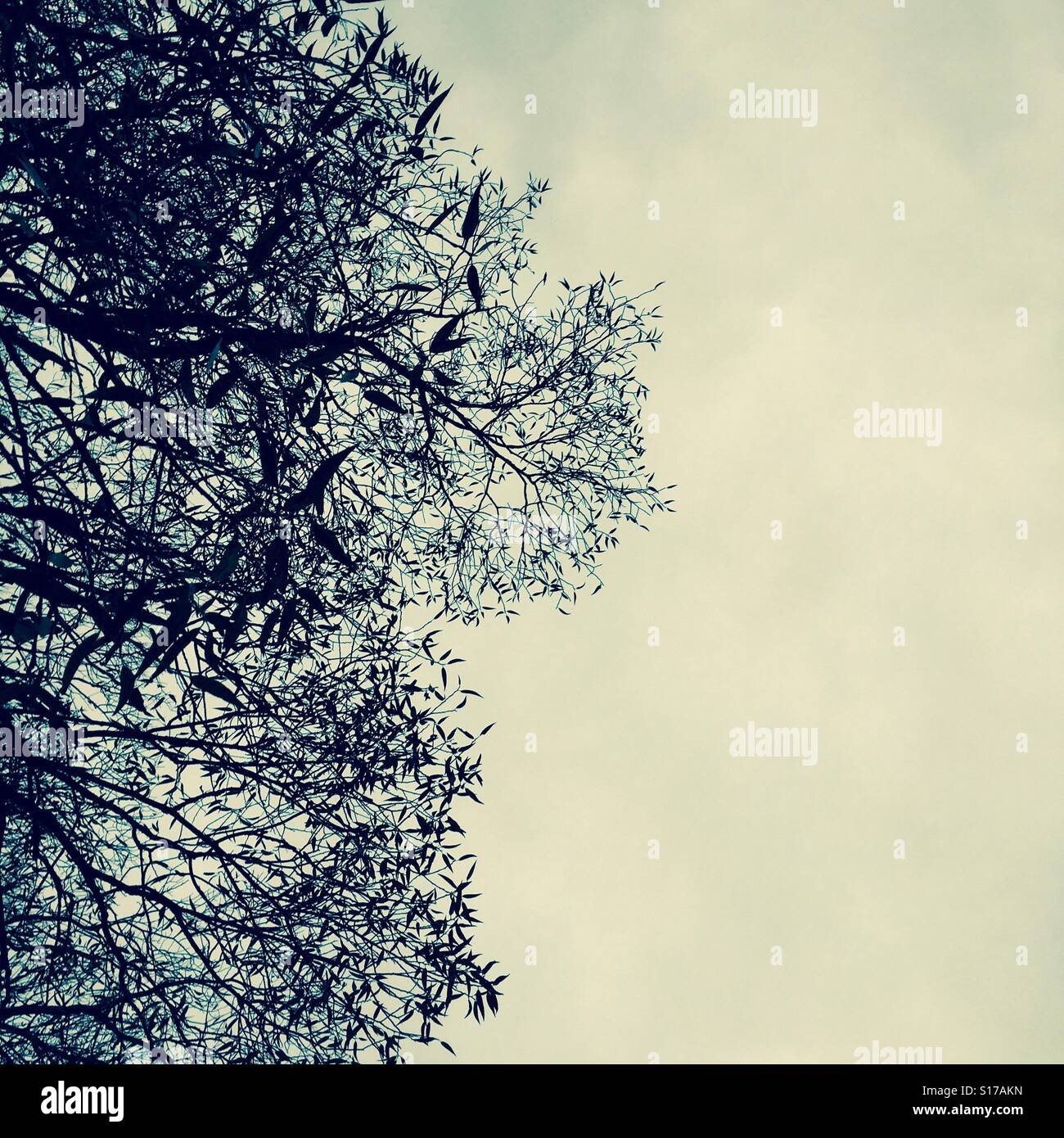 Alter Baum im winter Stockfoto