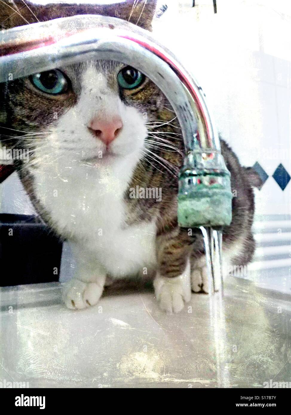 Katzen mögen Wasser, immer und überall! Stockfoto