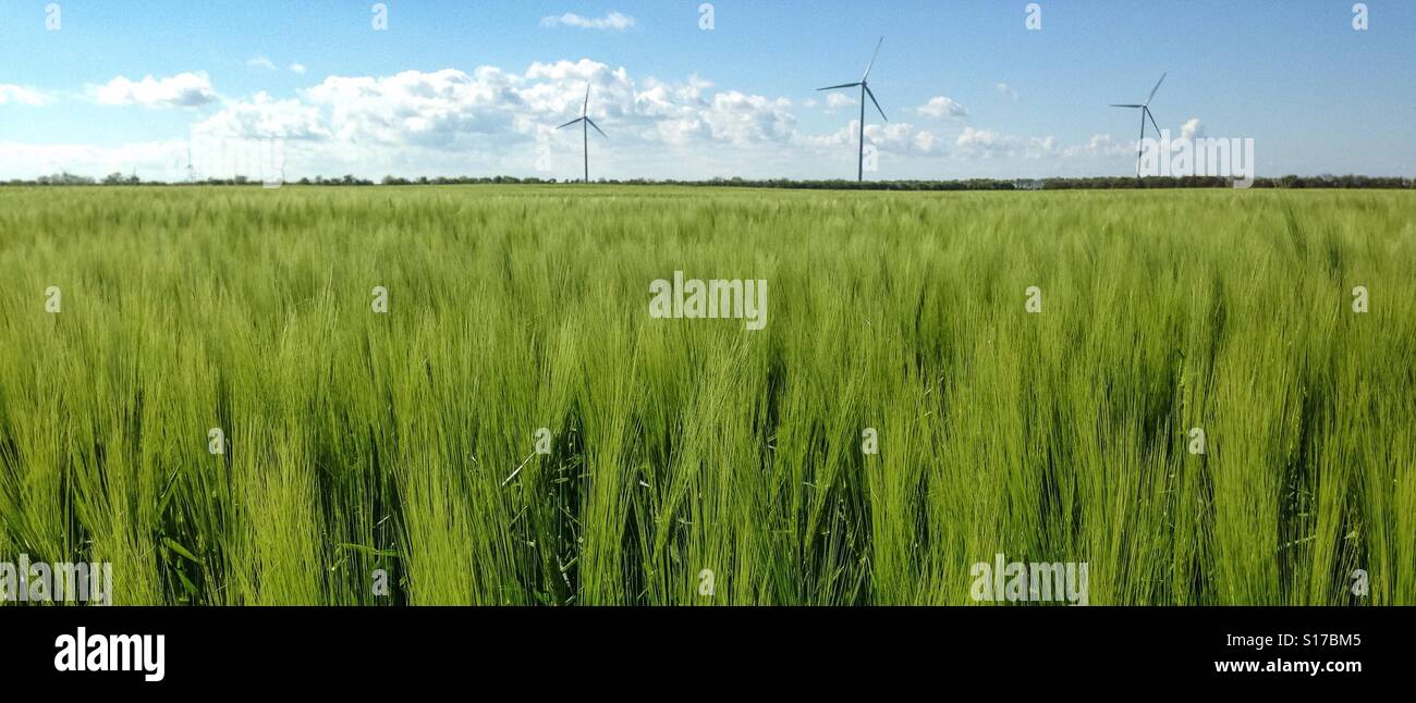 Windkraftanlagen über grüne Felder im Nordosten von Bulgarien. Stockfoto