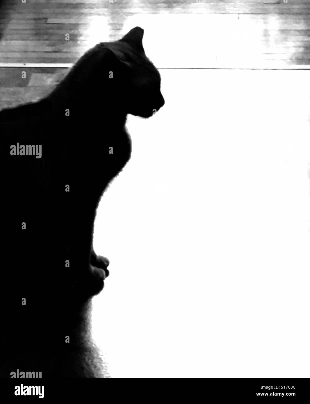 Katze-silhouette - Smartphone-aufgenommenes Stockfoto