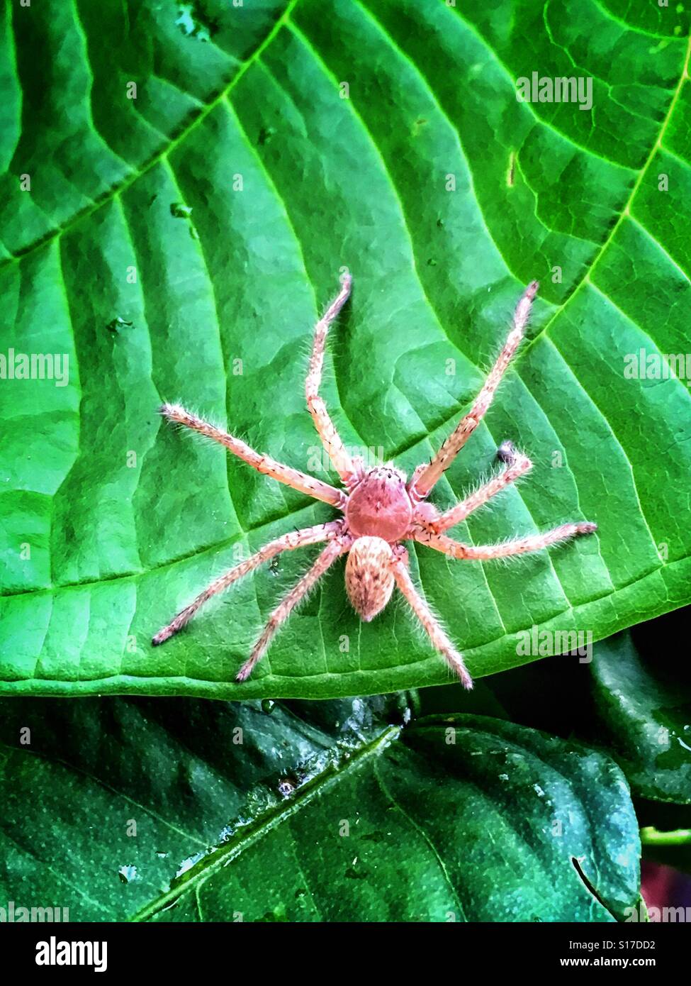 Spinne. Stockfoto