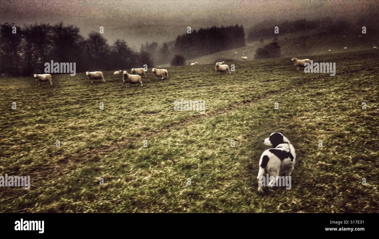 Cocker Spaniel und Schafe an einem nebeligen Tag - Smartphone-aufgenommenes Stockfoto