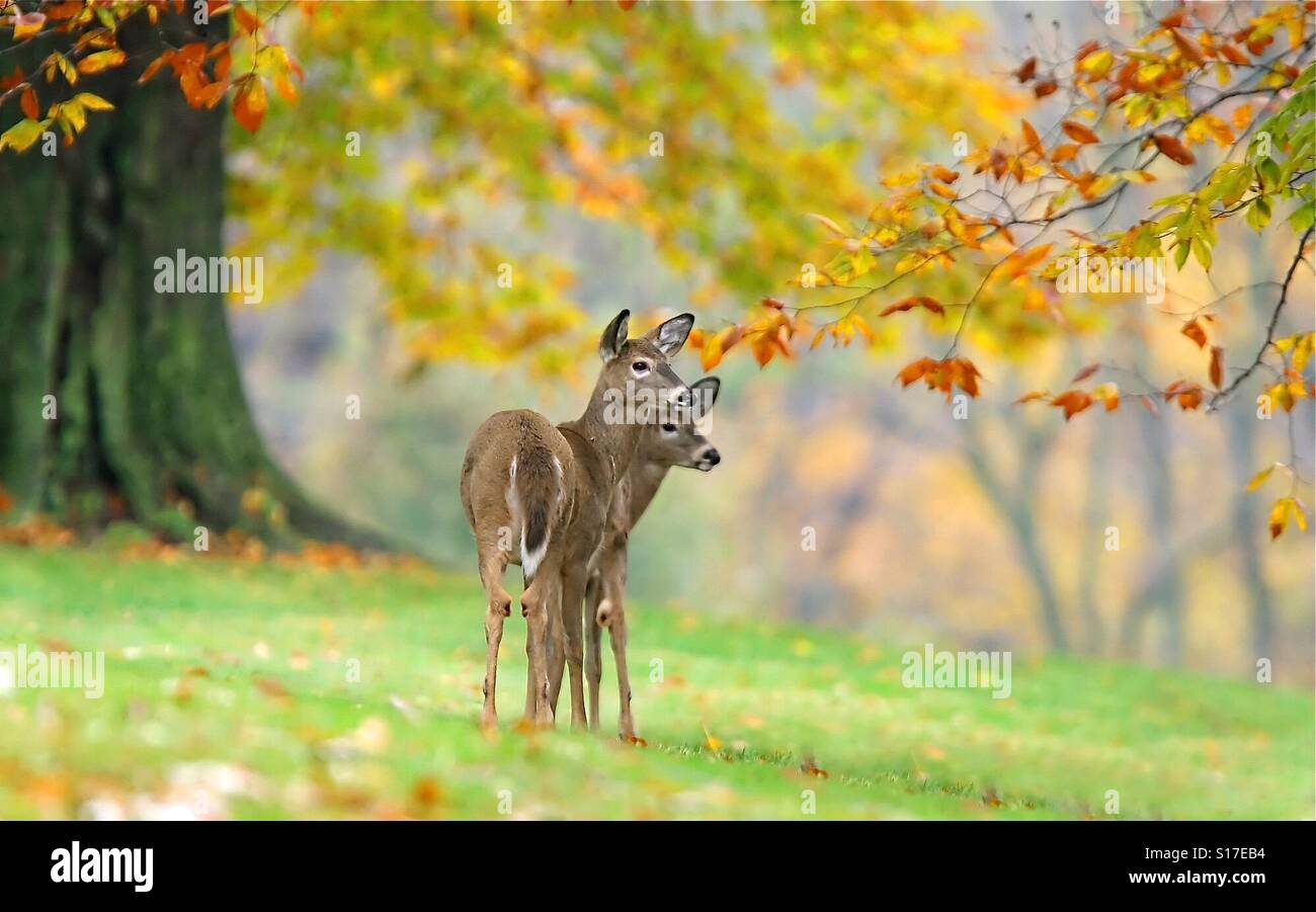 Whitetail Deer sind mit Herbstlaub gesehen. - Smartphone-aufgenommenes Stockfoto