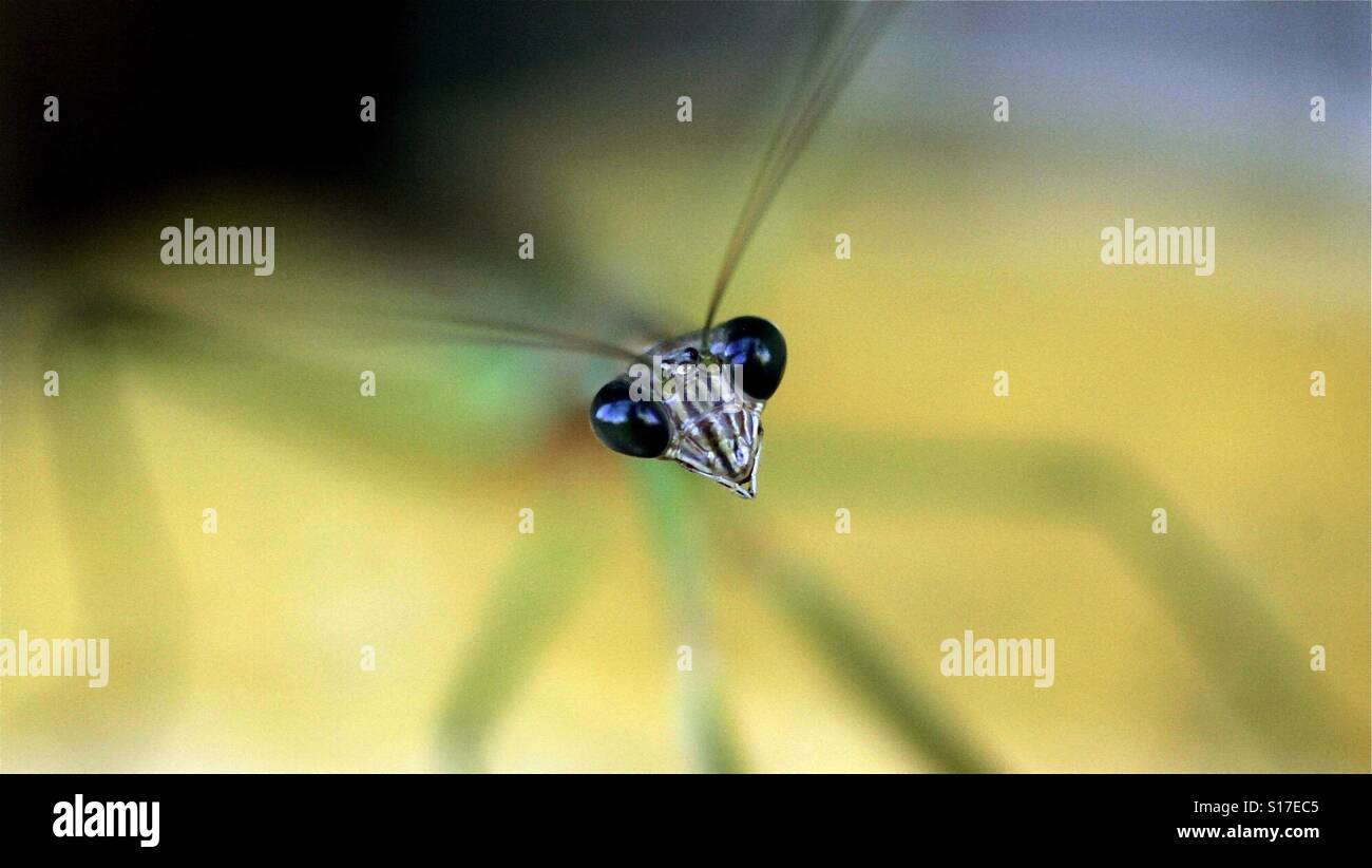 Dies ist eine Gottesanbeterin. - Smartphone-aufgenommenes Stockfoto