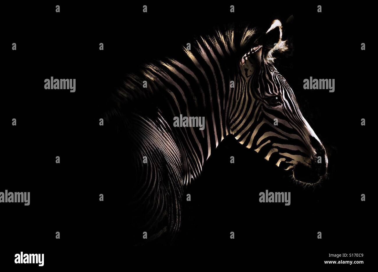 Ein Zebra ist in Theaterwissenschaft Licht gesehen. Isoliert. - Smartphone-aufgenommenes Stockfoto