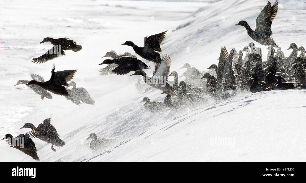 Stockente Enten fliegen an einem Wintertag - Smartphone-aufgenommenes Stockfoto