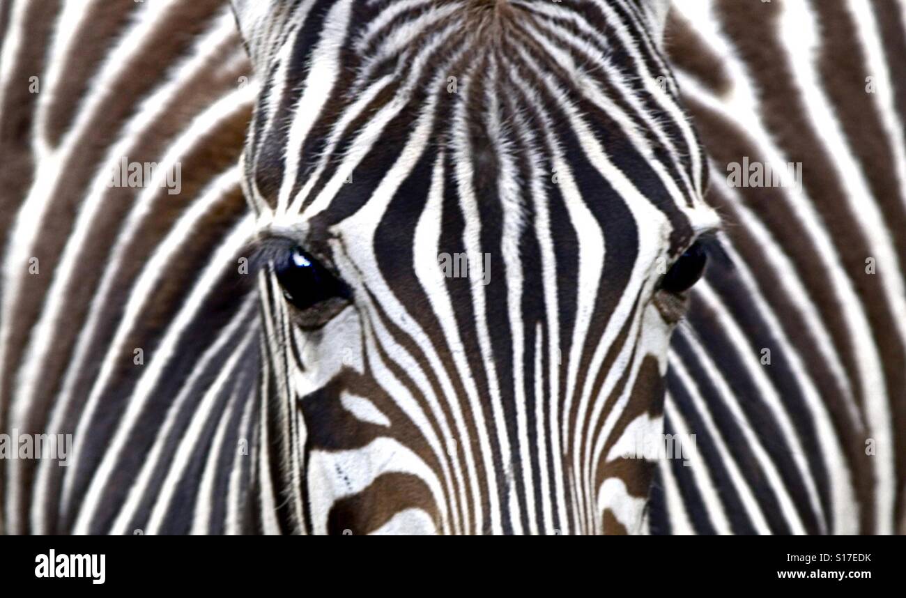 Ein Zebra zeigt seine Wunden. - Smartphone-aufgenommenes Stockfoto