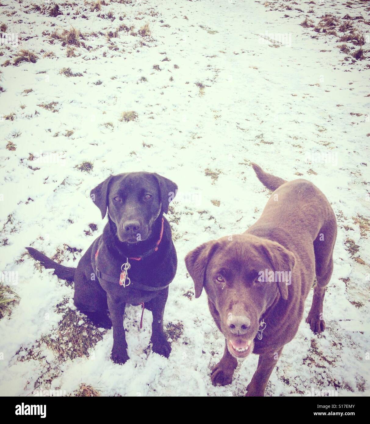 Labradors im Schnee Stockfoto