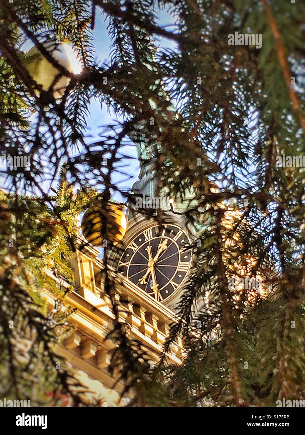 Turm der Kirche in Bern in der Schweiz durch die Zweige eines Weihnachtsbaumes angesehen - Smartphone-aufgenommenes Stockfoto