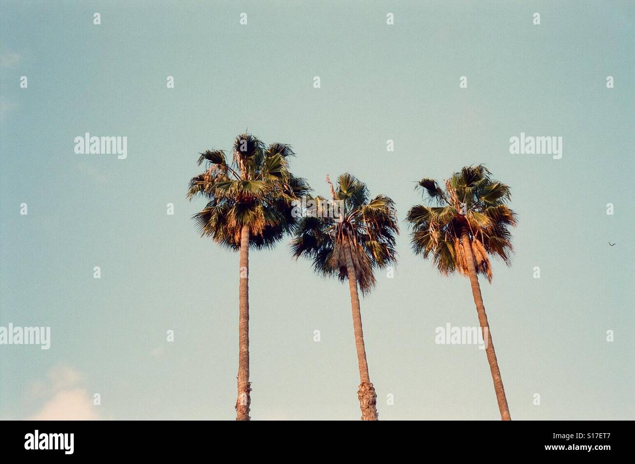 Drei Palmen in Los Angeles Kalifornien Stockfoto