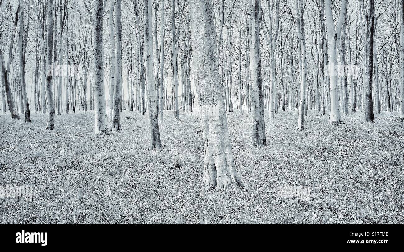 Eine hohe wichtige Landschaftsansicht einer englischen Woodland-Szene im Frühling. Hat es geschneit? Bildnachweis - © COLIN HOSKINS. - Smartphone-aufgenommenes Stockfoto
