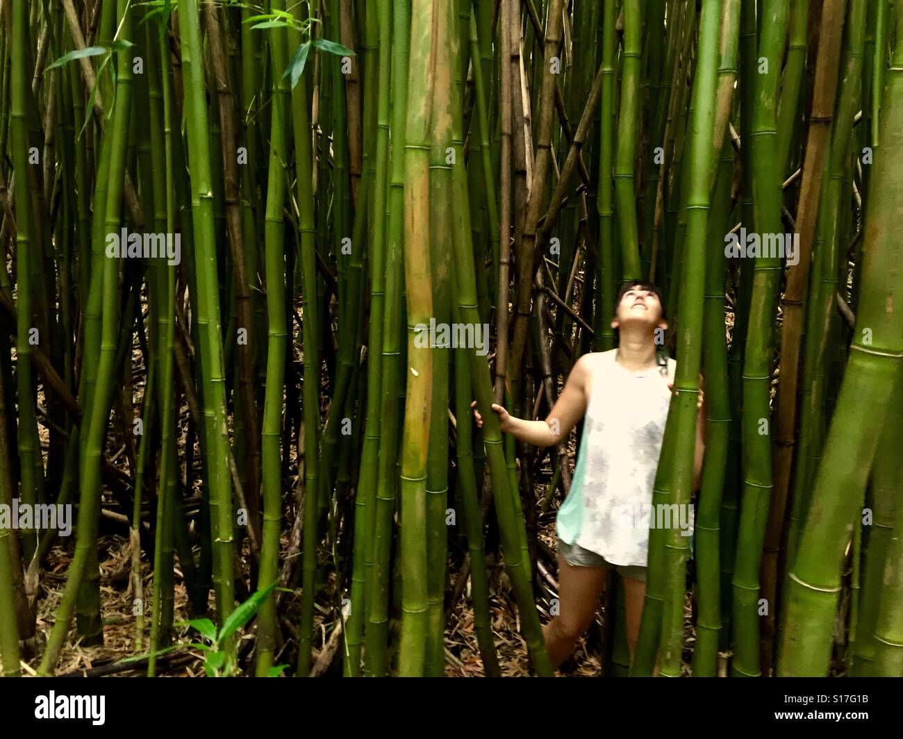 Wandern Sie in den Bambuswald Stockfoto