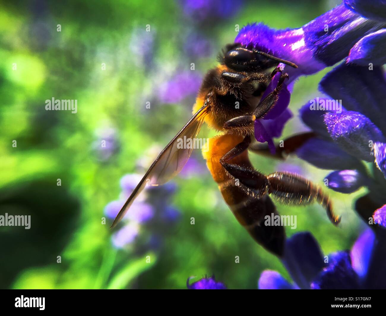 Eine kleine Biene auf Blumen hautnah Stockfoto