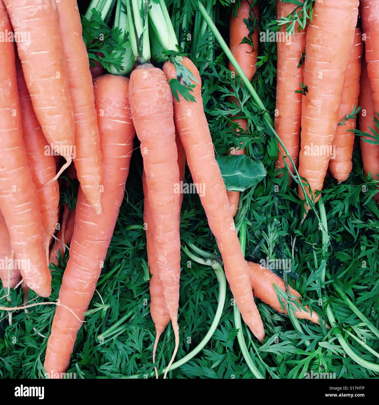 Reihe von frischen Bio-Karotten - Smartphone-aufgenommenes Stockfoto