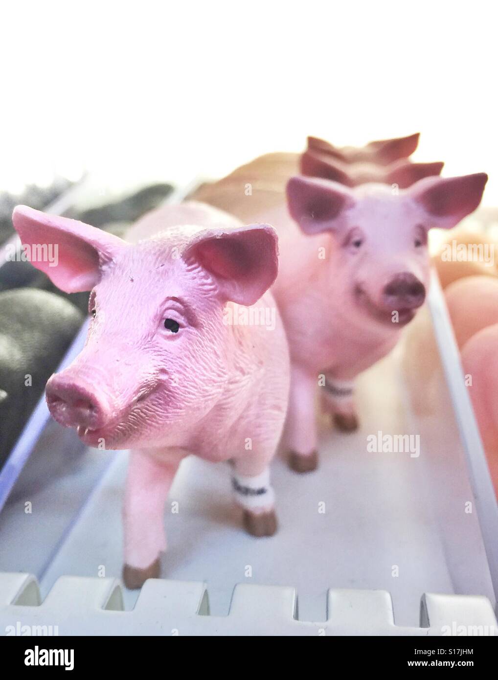 Spielzeug-Schweine in Folge - Smartphone-aufgenommenes Stockfoto