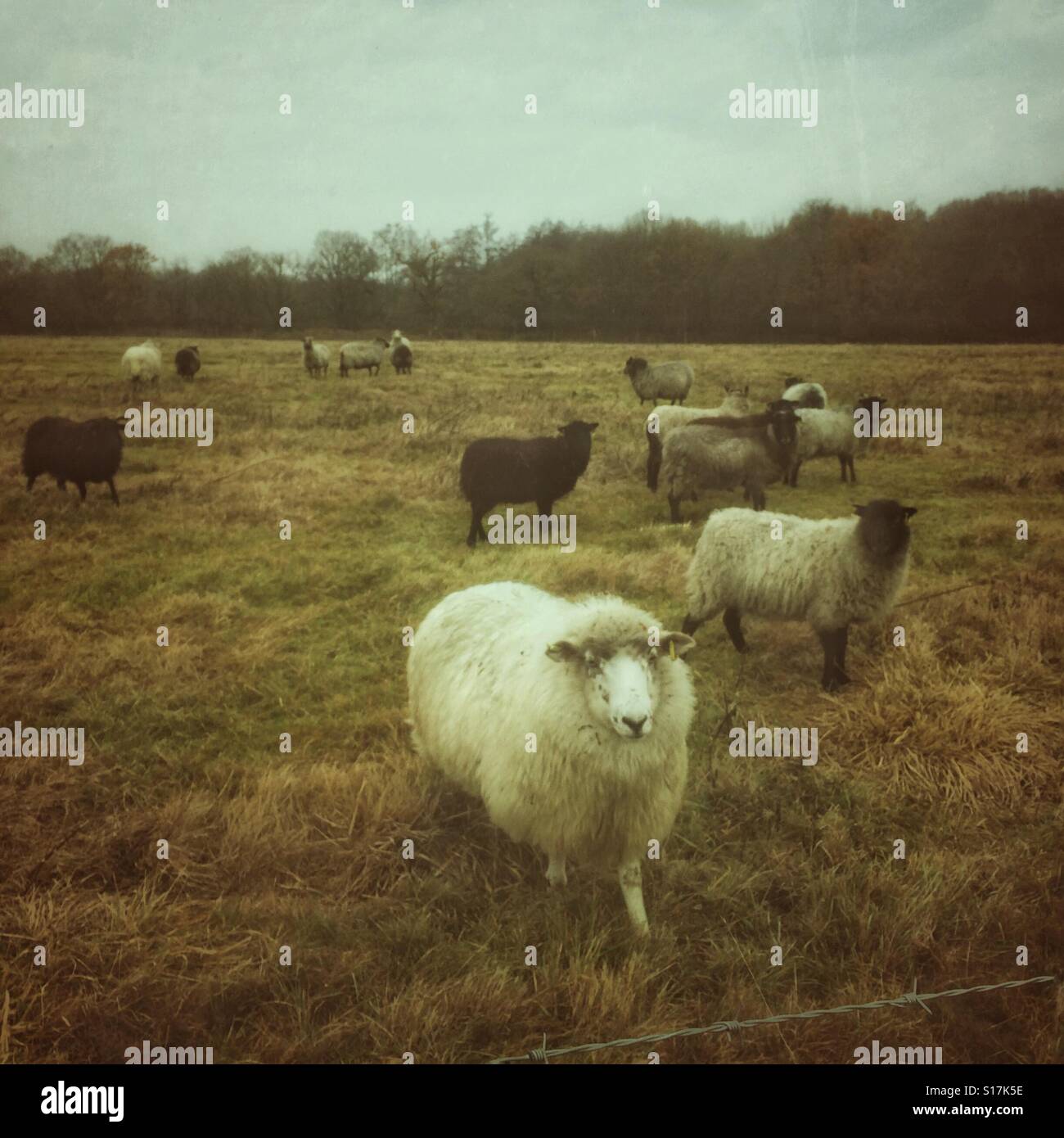 Schafe in einem Feld an einem Wintertag. - Smartphone-aufgenommenes Stockfoto