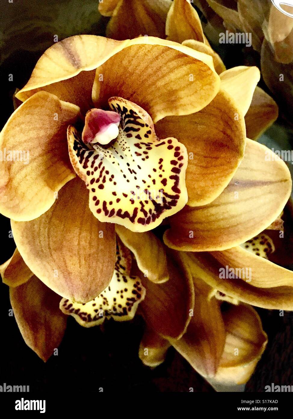 Orchidee - Smartphone-aufgenommenes Stockfoto