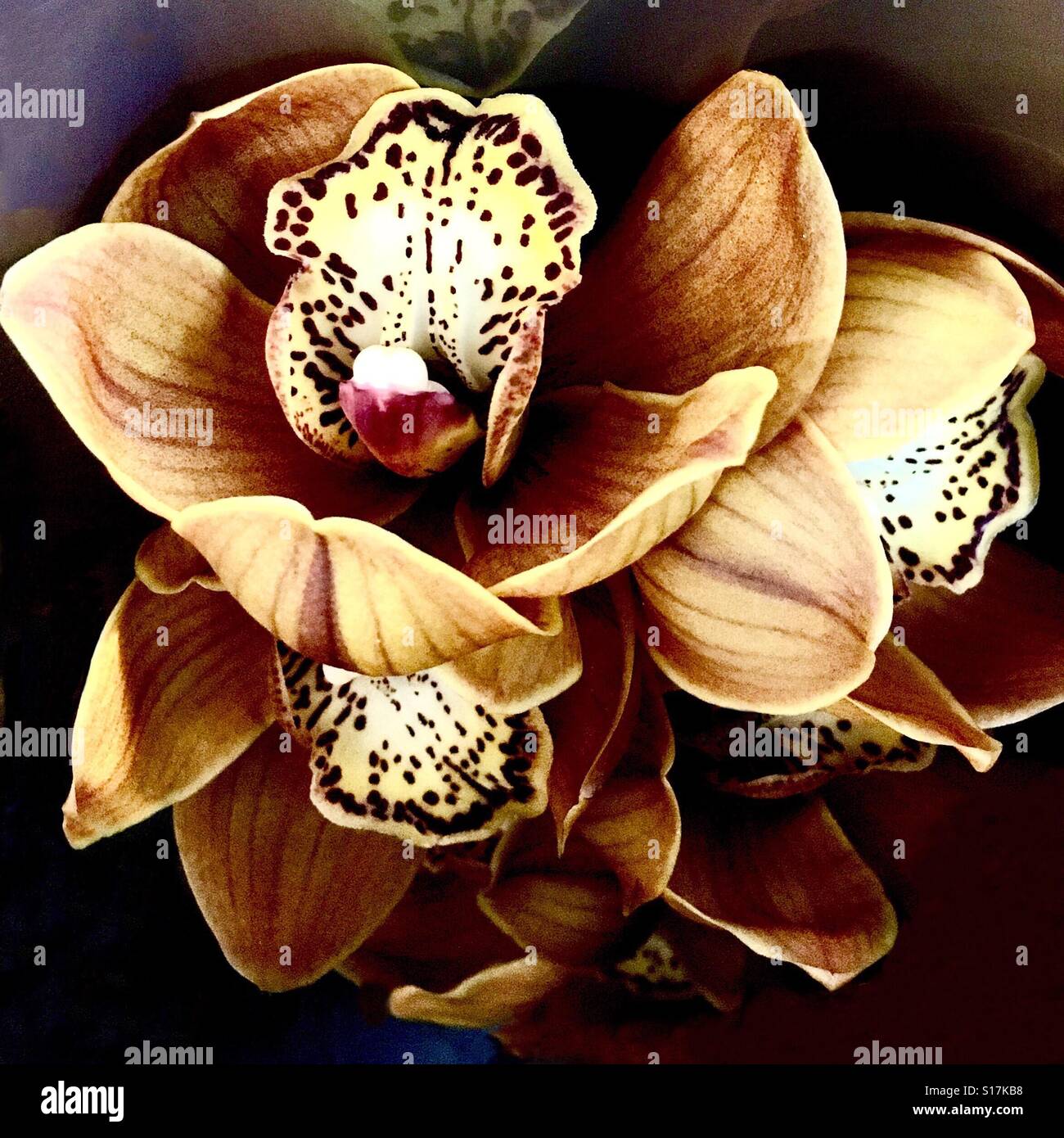 Schöne Orchidee - Smartphone-aufgenommenes Stockfoto