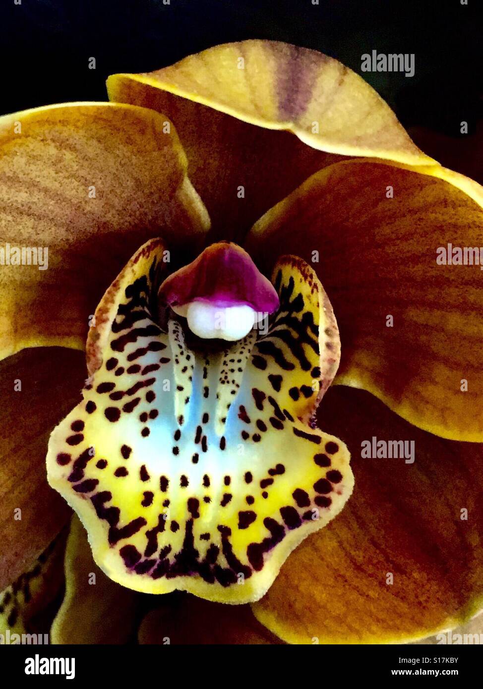 Schöne Orchidee - Smartphone-aufgenommenes Stockfoto