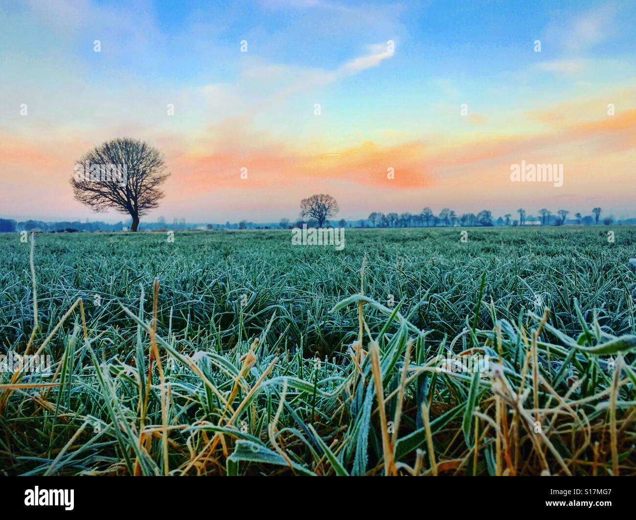 Eisiges Feld mit einem einsamen Baum bei Sonnenaufgang im Winter, Rijkevorsel, Belgien - Smartphone-aufgenommenes Stockfoto