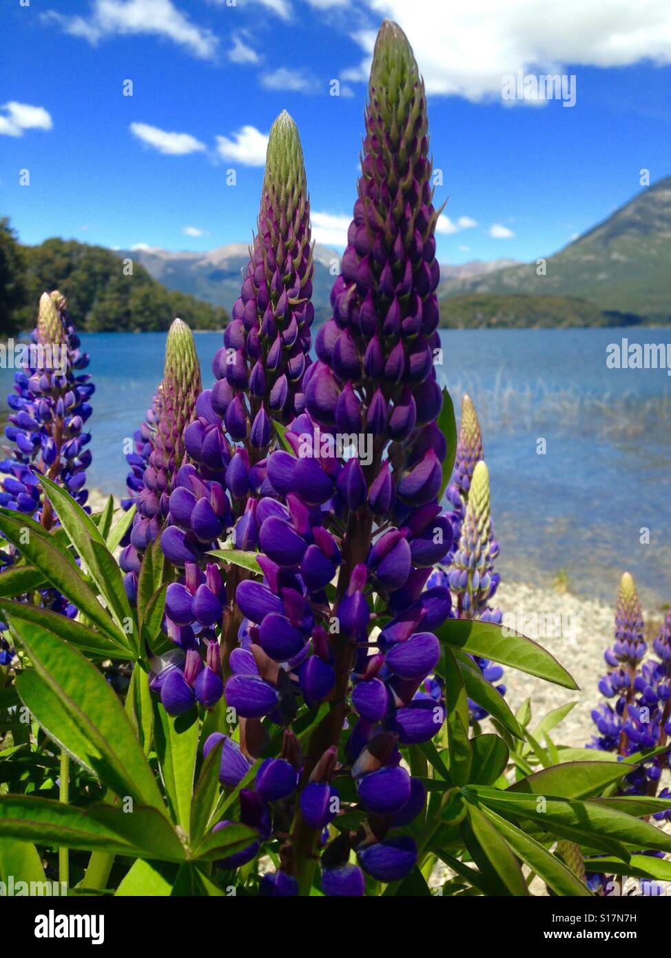 Schönen lila Lupin Blumen am See in Bariloche, Patagonia, Argentinien. Stockfoto