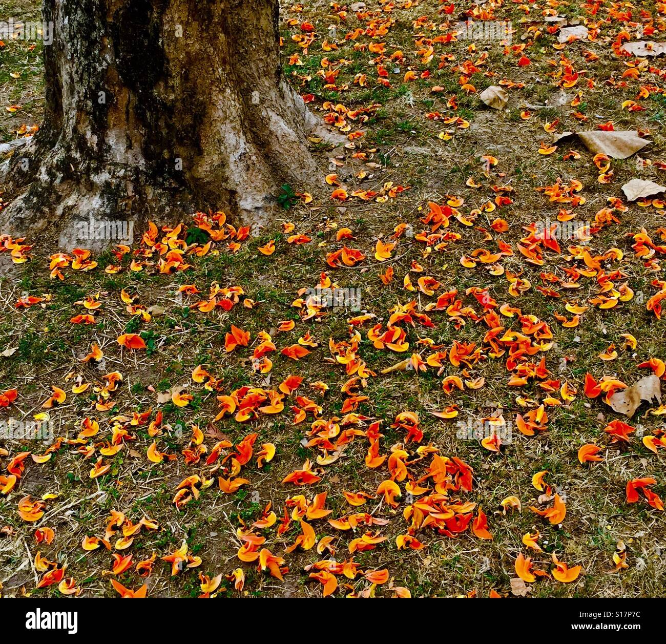 Ein Boden der gefallenen Blüten an Sukhothai Historical Park, Provinz Sukhothai, Thailand. Stockfoto