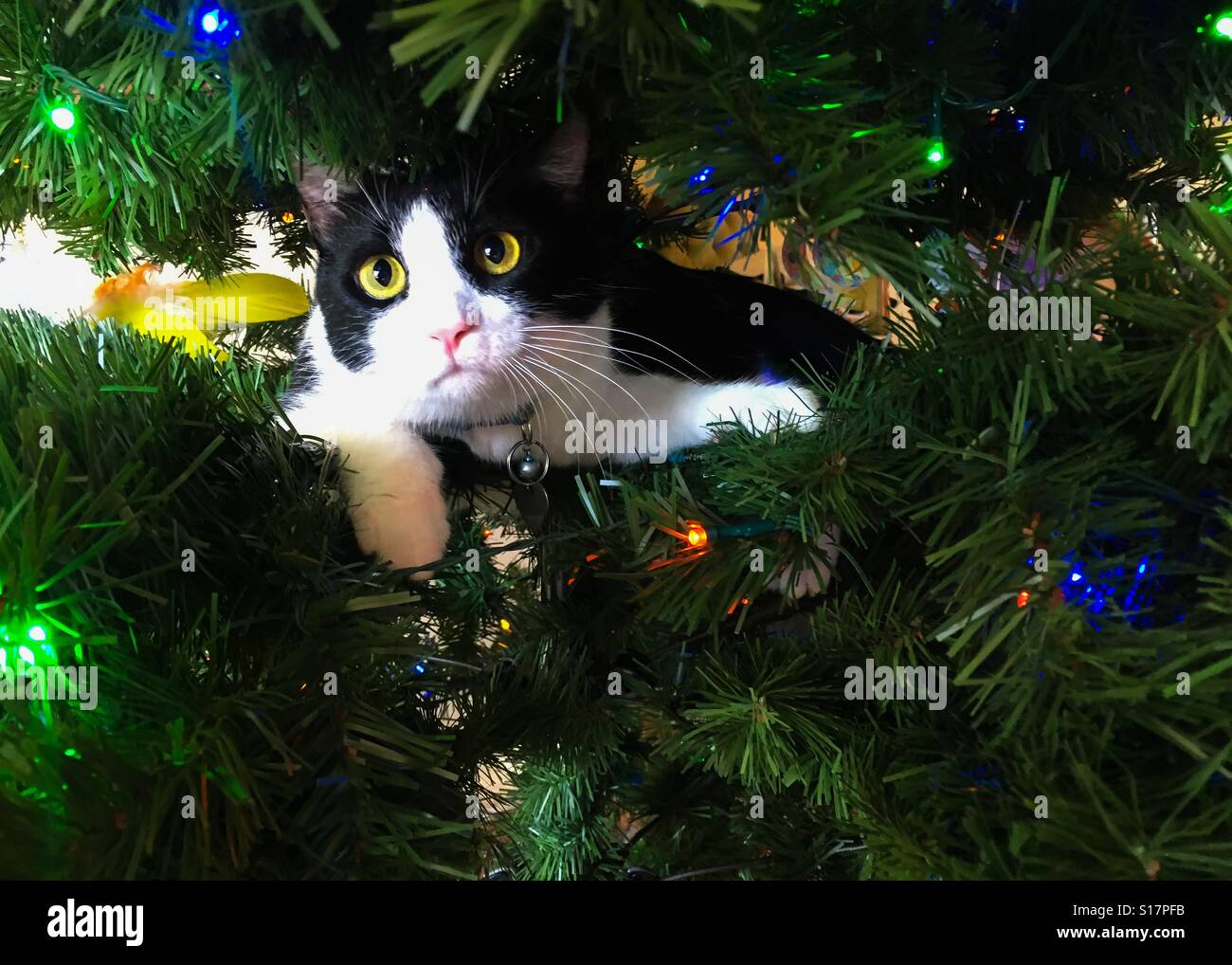 Katze in den Weihnachtsbaum Stockfoto