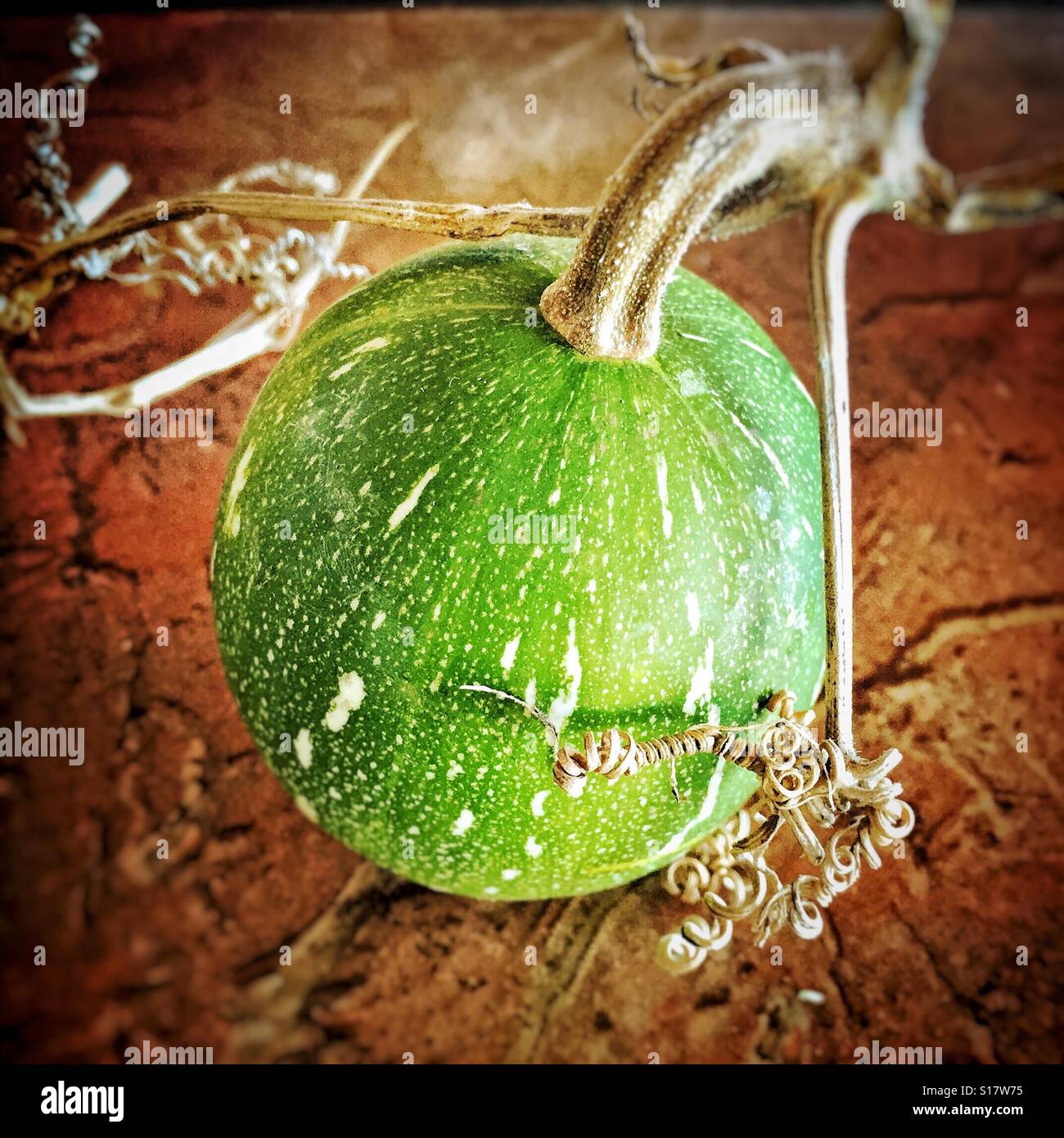 Eine kleine grüne Kürbis mit einem Stiel und viele lockige ranken. Stockfoto