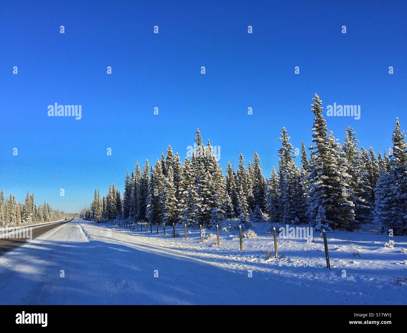 Fahrbahn, Zaun und Evergreens im winter Stockfoto
