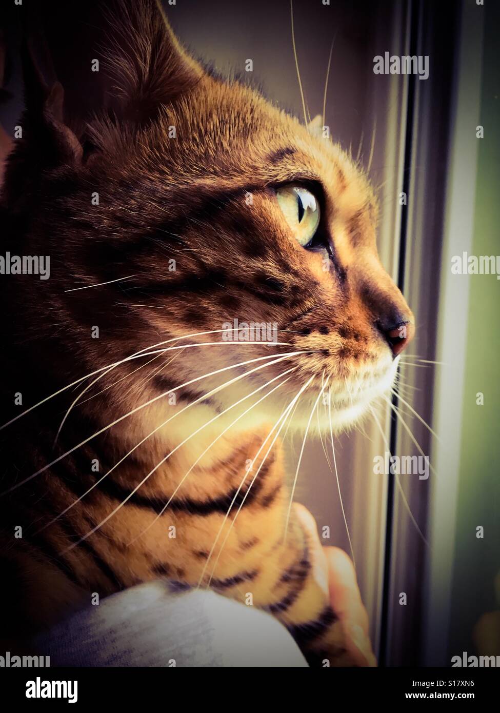Eine junge Bengalkatze Blick aus dem Fenster. - Smartphone-aufgenommenes Stockfoto